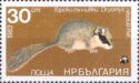 Eurasian Forest Dormouse (Dryomys nitedula)