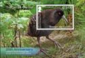 Inaccessible Island Rail (Atlantisia rogersi)