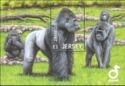Western Lowland Gorilla (Gorilla gorilla gorilla)
