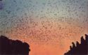 Bat flight from Carlsbad Caverns National Park