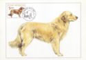 Golden Retriever (Canis lupus familiaris)