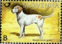 The Istrian Rough-coated Hound