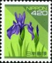 Iris japonica