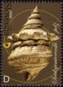Middle Miocene Fossil - Snail