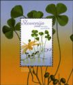 European Water Clover - Marsilea quadrifolia