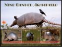 Nine-banded Armadillo (Dasypus novemcinctus)