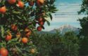 Oranges and Snow in Southern California