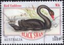 Black Swan (Cygnus atratus) - Western Australia