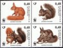 Eurasian Red Squirrel (Sciurus vulgaris)