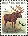 Moose (Alces alces)