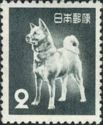 Dog, Akita Inu (Canis Lupus Familiaris)