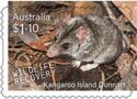 Kangaroo Island Dunnart (Sminthopsis aitkeni)