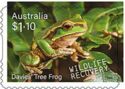 Davies’ Tree Frog (Litoria daviesae)