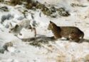 Canada Lynx (Lynx canadensis) chasing Snowshoe Hare (Lepus americanus)
