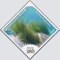 Asian Seagrass (Phyllospadix japonicus)