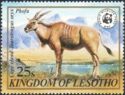 Common Eland (Taurotragus oryx)