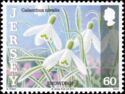 Common Snowdrop (Galanthus nivalis)