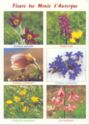 Flowers of the Auvergne Mountains