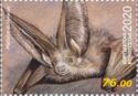 Grey Long-Eared Bat (Plecotus austriacus)