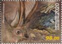 Grey Long-Eared Bat (Plecotus austriacus)