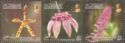 Wild Orchids Of Brunei