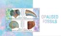 Opalized Fossils