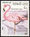 Caribbean Flamingo (Phoenicopterus ruber)