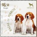 Beagle (Canis lupus familiaris)