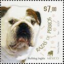 English Bulldog (Canis lupus familiaris)