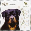Rottweiler (Canis lupus familiaris)
