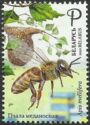 Honey Bee (Apis mellifera)