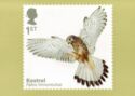 Birds of Prey - Eurasian Kestrel (Falco tinnunculus)