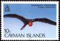 Magnificent Frigatebird (Fregata magnificens)