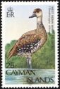 West Indian Whistling Duck (Dendrocygna arborea)