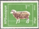 Domestic Sheep (Ovis aries)