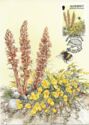White-tailed Bumblebee (Bombus lucorum), Greater Broomrape