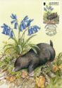 Mole (Talpa europaea), Bluebell (Hyacinthoides non-scripta)