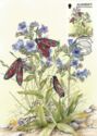 Six Spottet Burnet Moth (Zygaena filipendula), Viper's Bugloss (Echium vulgare)