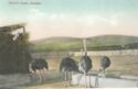 Ostrich Farm, Curacao