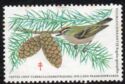 Firecrest (Regulus ignicapillus)