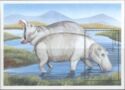 Hippopotamus (Hippopotamus amphibius)