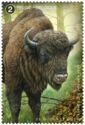 European Bison (Bos bonasus)