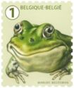 Green Frog (Pelophylax sp)