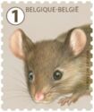 House Mouse (Mus musculus)