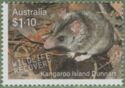Kangaroo Island Dunnart (Sminthopsis aitkeni)