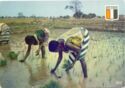 Women planting rice in Khorogo