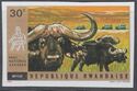 African Buffalo (Syncerus caffer)