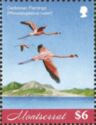 Caribbean Flamingos (Phoenicopterus ruber) in Flight