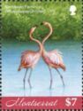 Pair of Caribbean Flamingo (Phoenicopterus ruber)