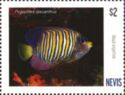 Regal angelfish (Pygoplites diacanthus)